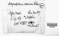 Amphisphaeria multipunctata image
